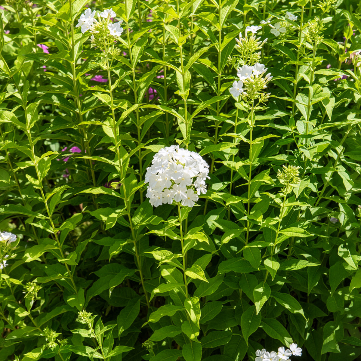 Phlox paniculé Fujiyama