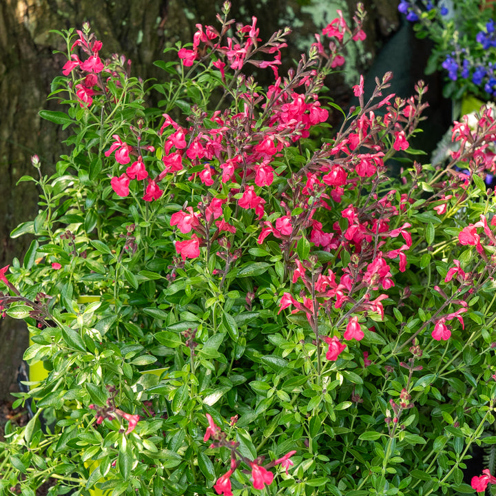 Sauge Lipstick - Salvia greggii Lipstick - Willemse