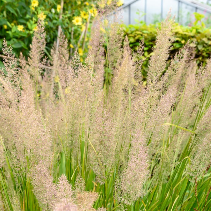 Herbe aux diamants - Calamagrostis arundinacea var. brachytricha - Willemse