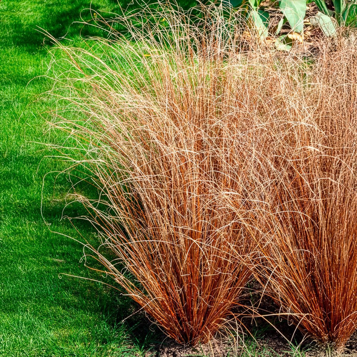 Laîche de Buchanan - Carex - Carex buchananii - Willemse