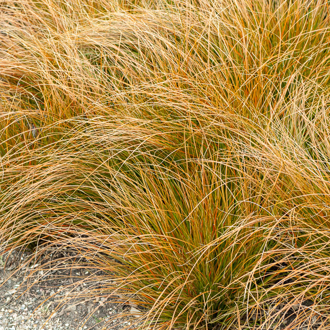 Laîche orange - Carex - Carex testacea - Willemse