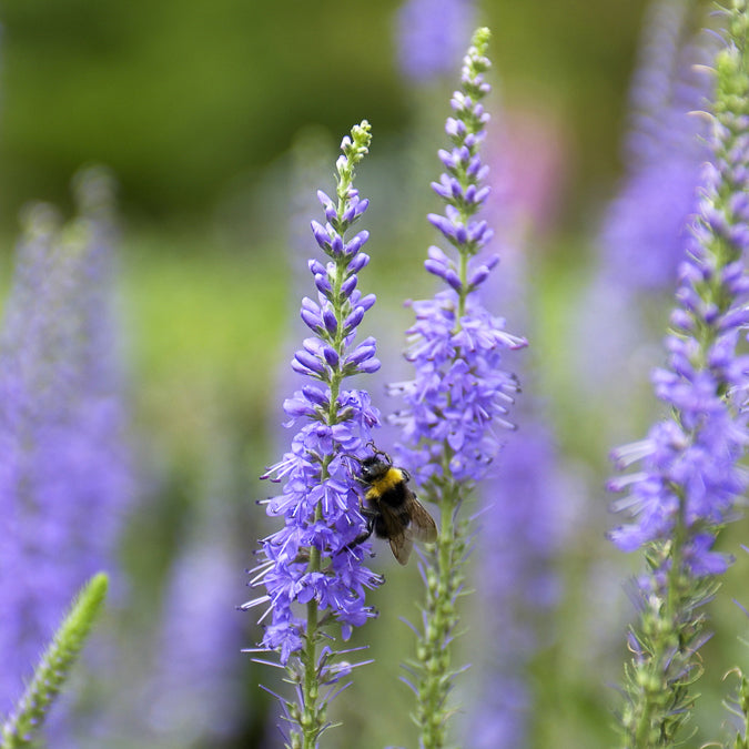Véronique en épis - Veronica spicata - Willemse