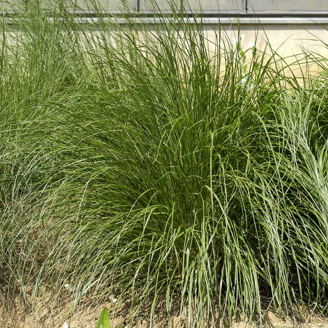 Pennisetum alopecuroides japonicum - Herbe aux écouvillons Japonicum - Pennisetum - Pennisetum