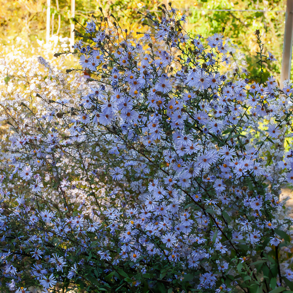 Aster géant d'automne Calliope - Aster laevis calliope - Willemse