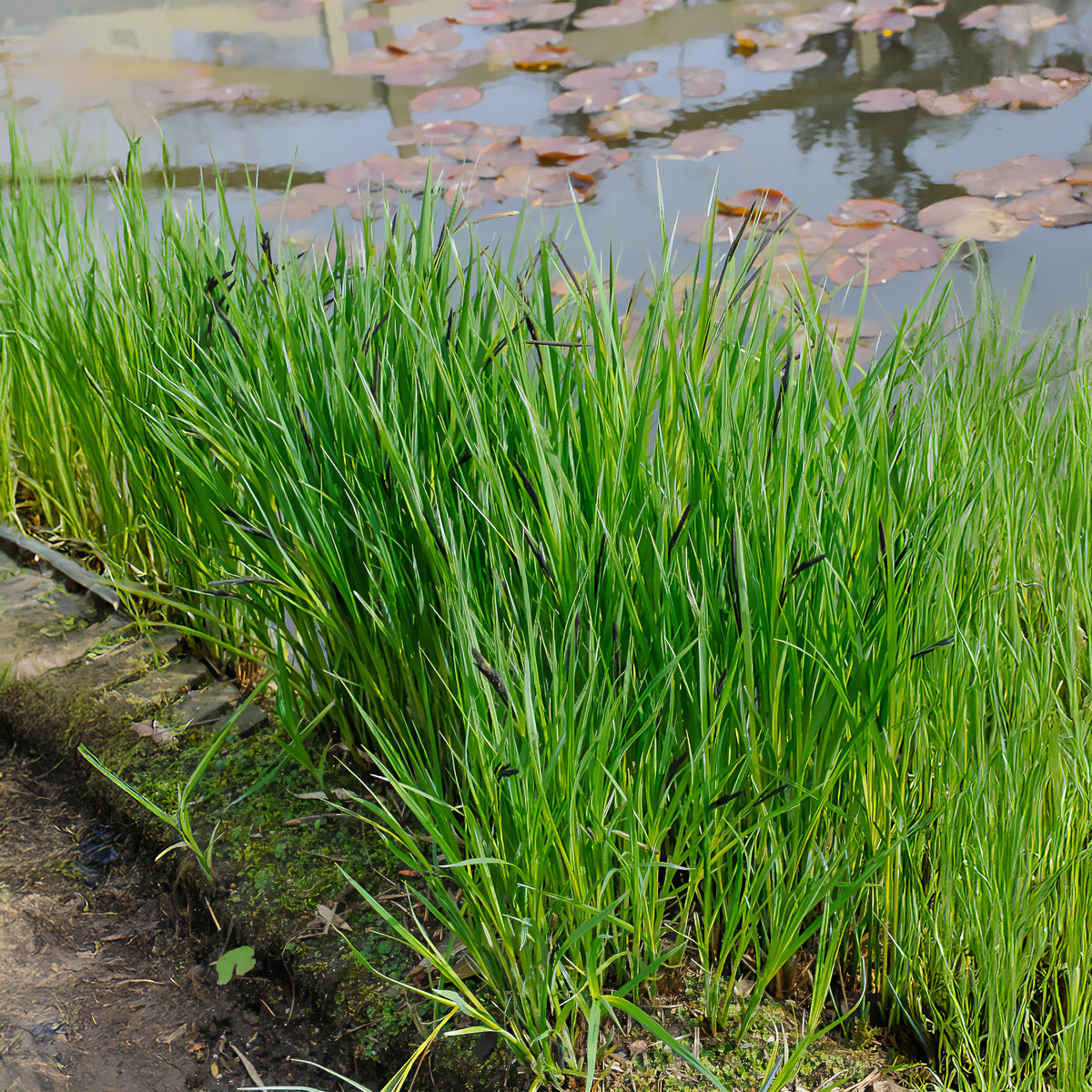 Laîche des rives - Carex - Carex riparia - Willemse