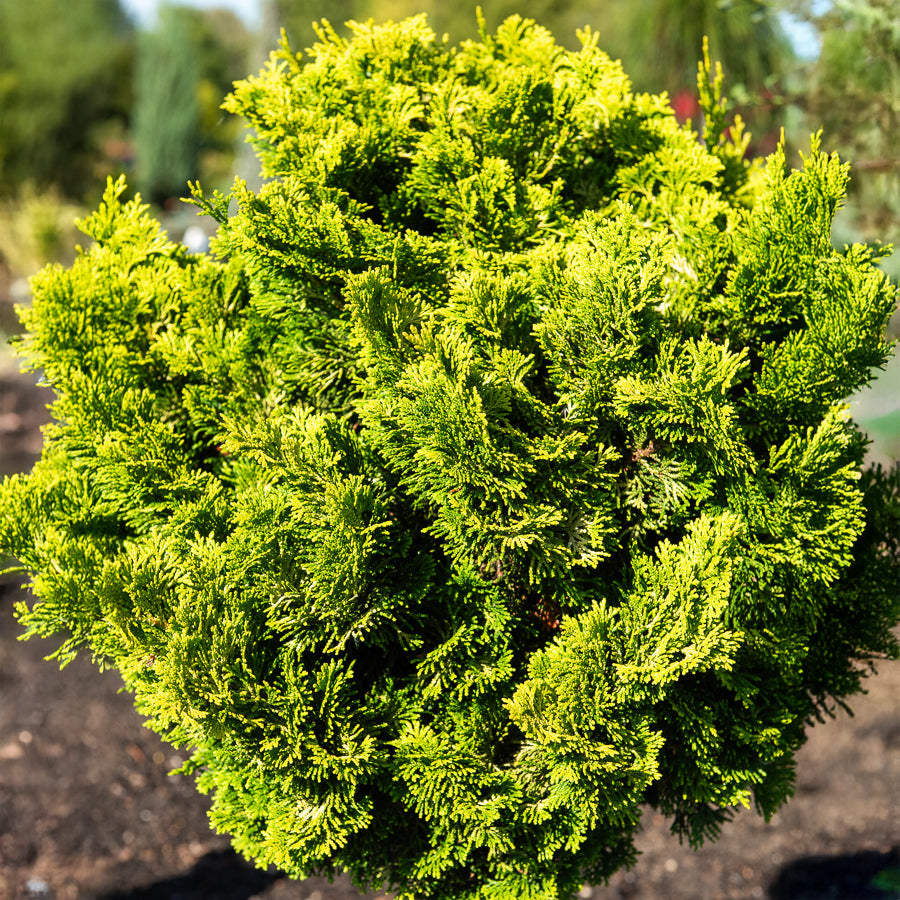 Faux cyprès Hinoki Aurora - Chamaecyparis obtusa Aurora - Willemse