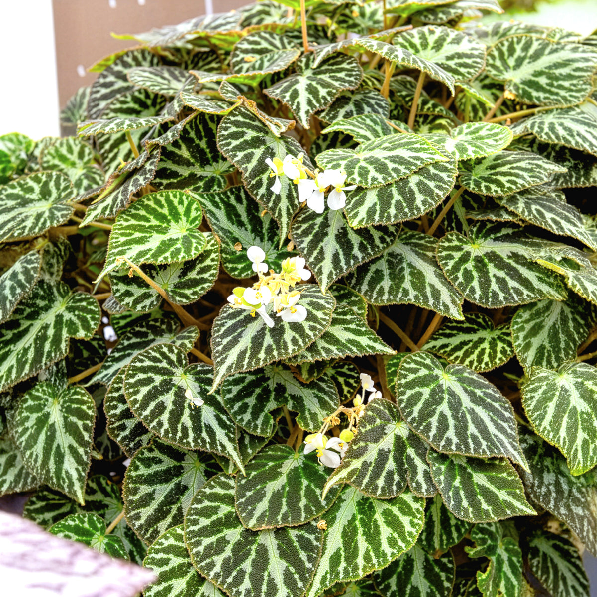 Bégonia Silver Jewel - Begonia rex Silver Jewel - Willemse