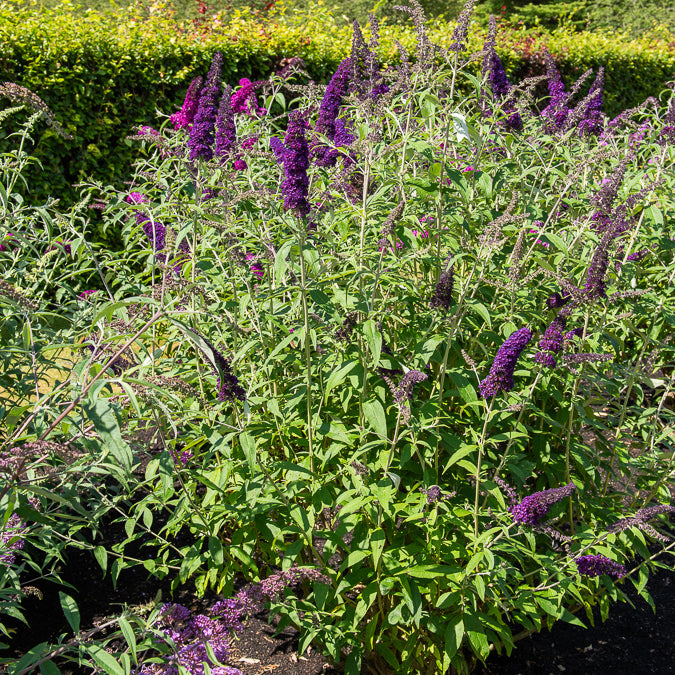 Arbre à papillons Black Knight - Buddleja davidii Black Knight - Willemse