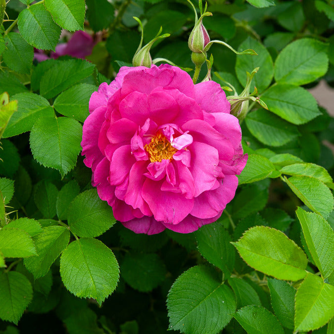 Rosier rugueux Wild Eric - Rosa rugosa Wild Edric - Willemse