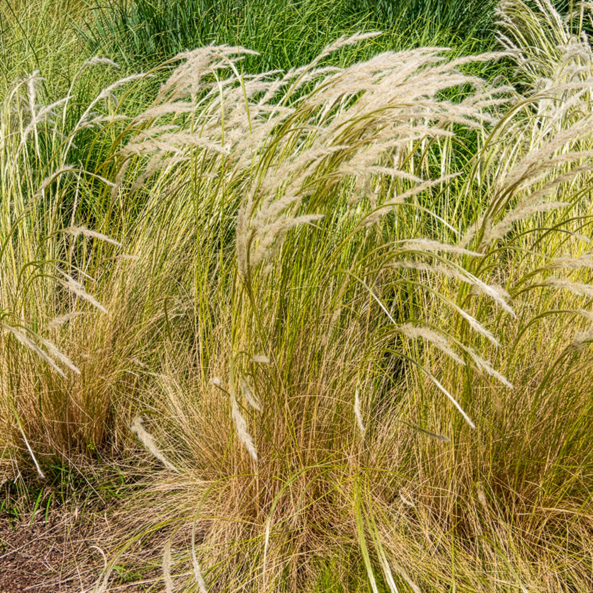 Stipe ichu - Stipa ichu - Willemse