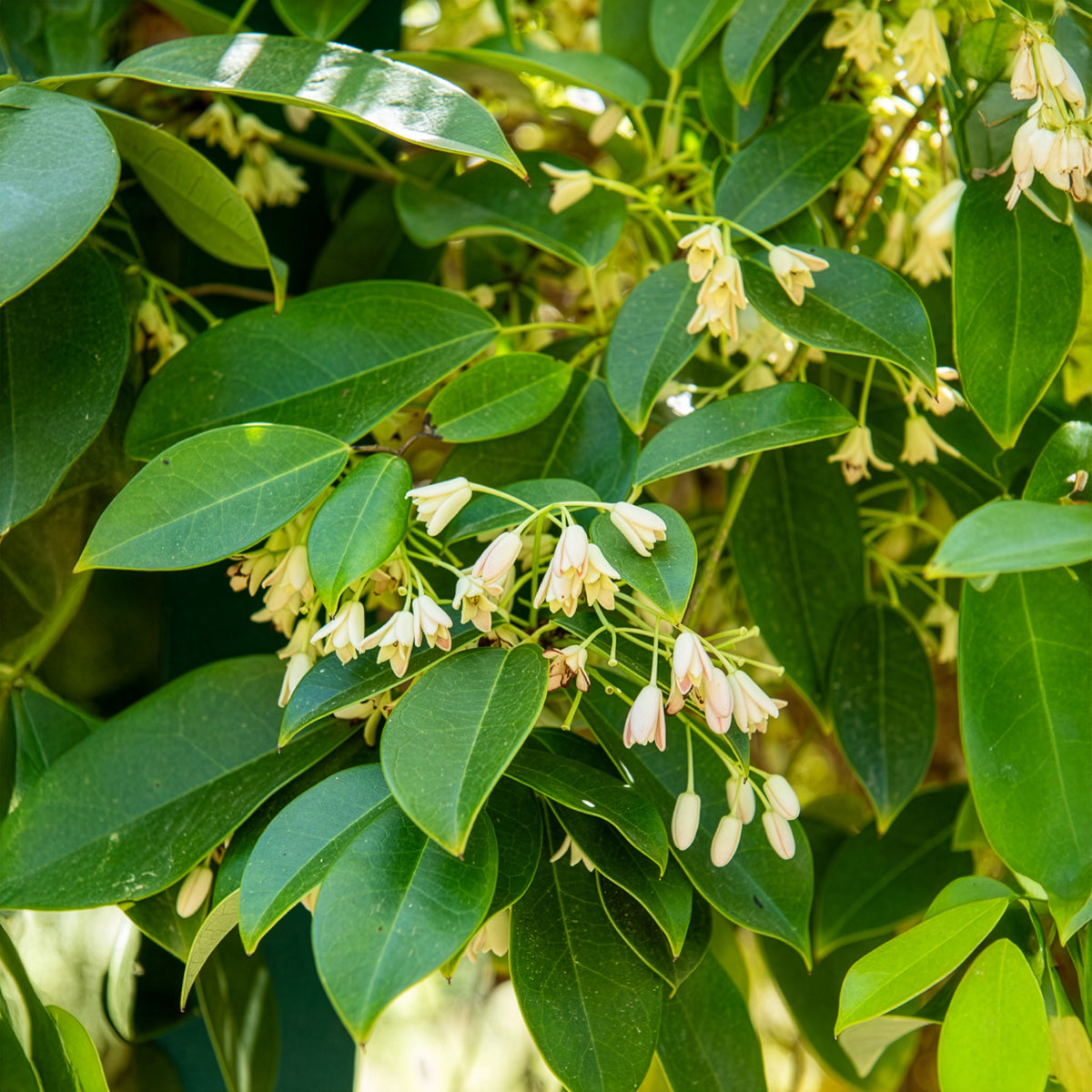 Vigne bleue de Chine - Holboellia coriacea - Willemse
