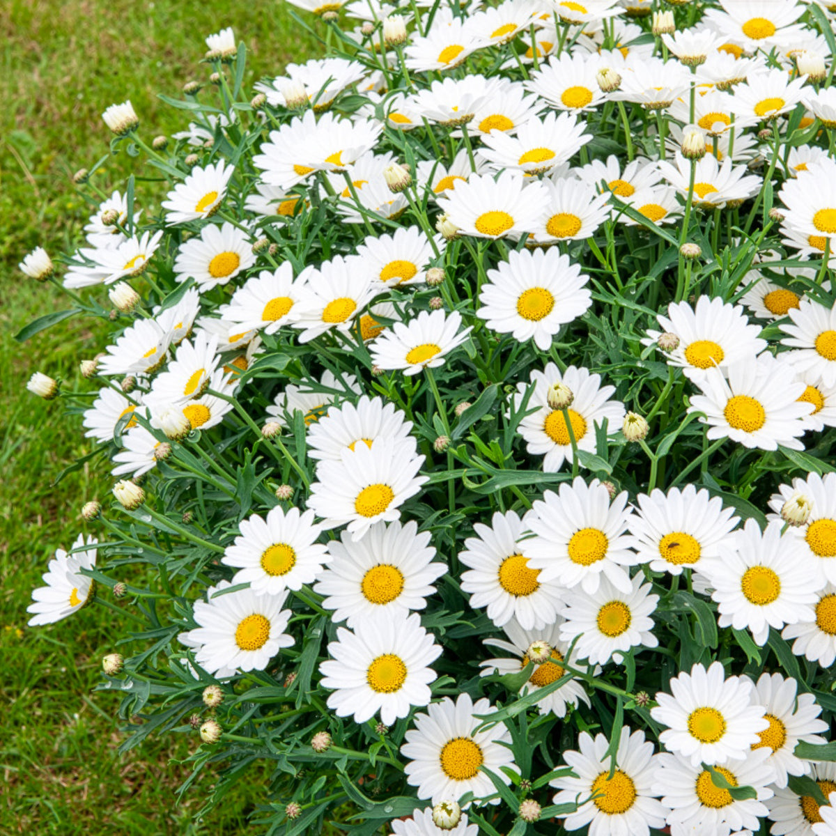 Marguerite des Canaries - Argyranthemum frutescens - Willemse