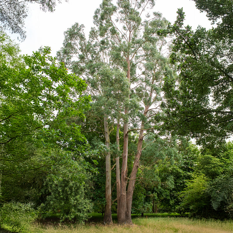 Eucalyptus gunnii - Eucalyptus gunnii - Willemse