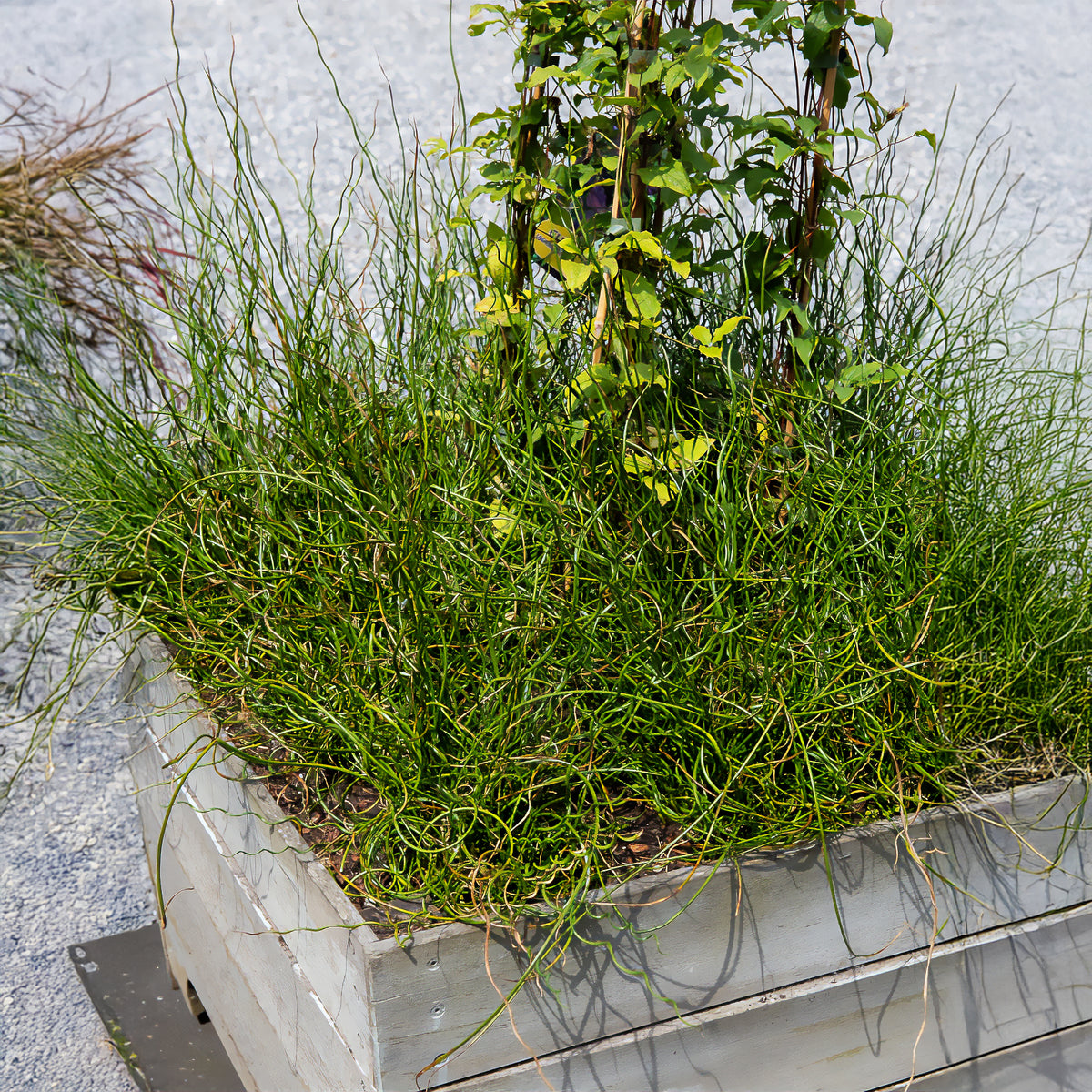 Jonc épars Spiralis - Juncus effusus spiralis - Willemse