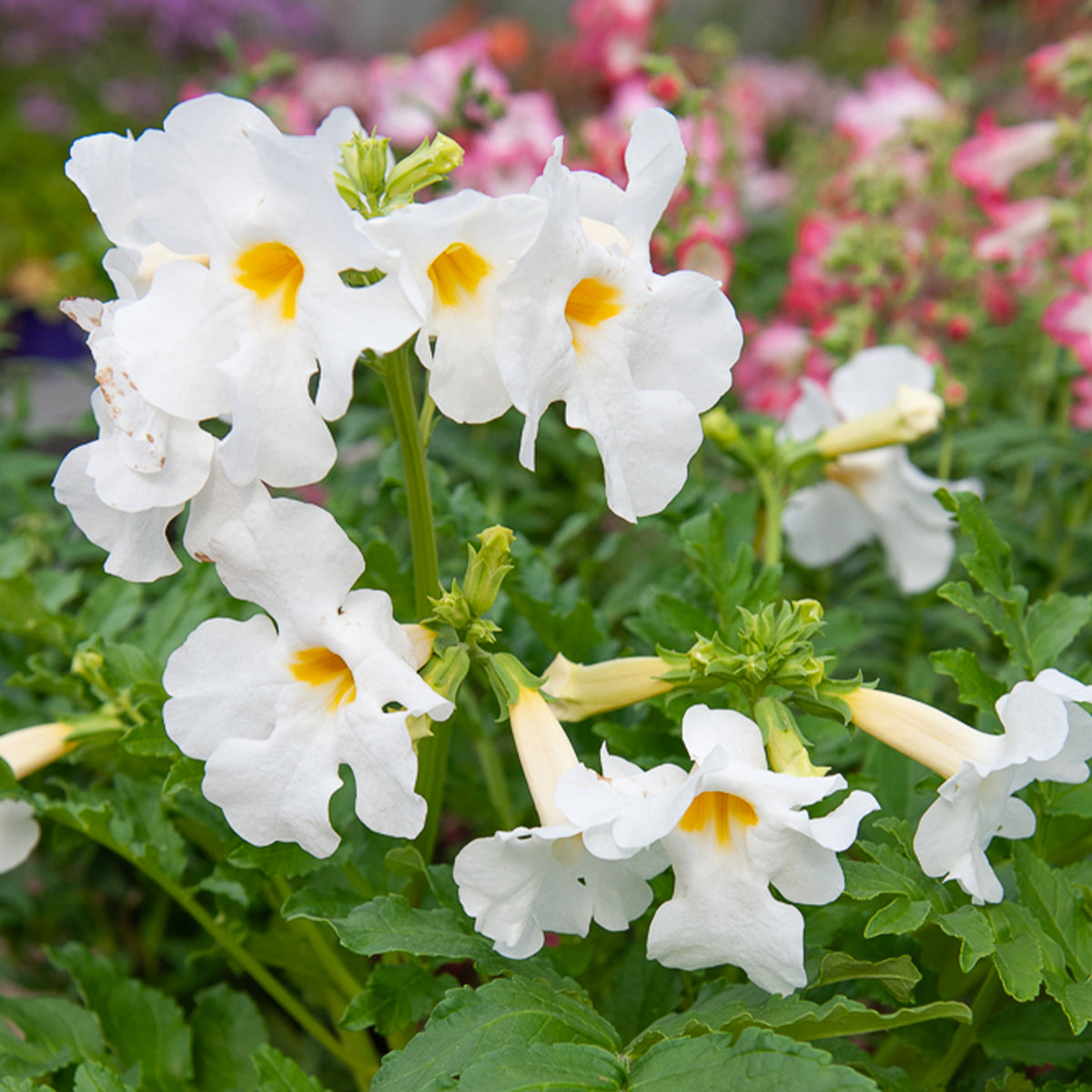 4 Terreurs des taupes blanches et roses - Incarvillea delavayi - Incarvillea delavayi - Willemse