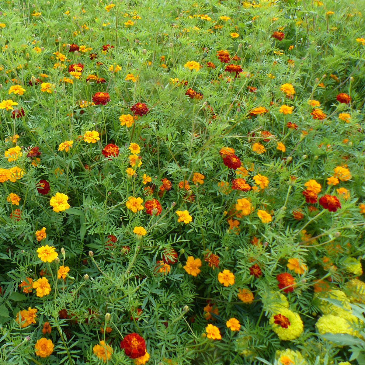 Graines d'oeillets anti-nématodes en mélange - - Willemse
