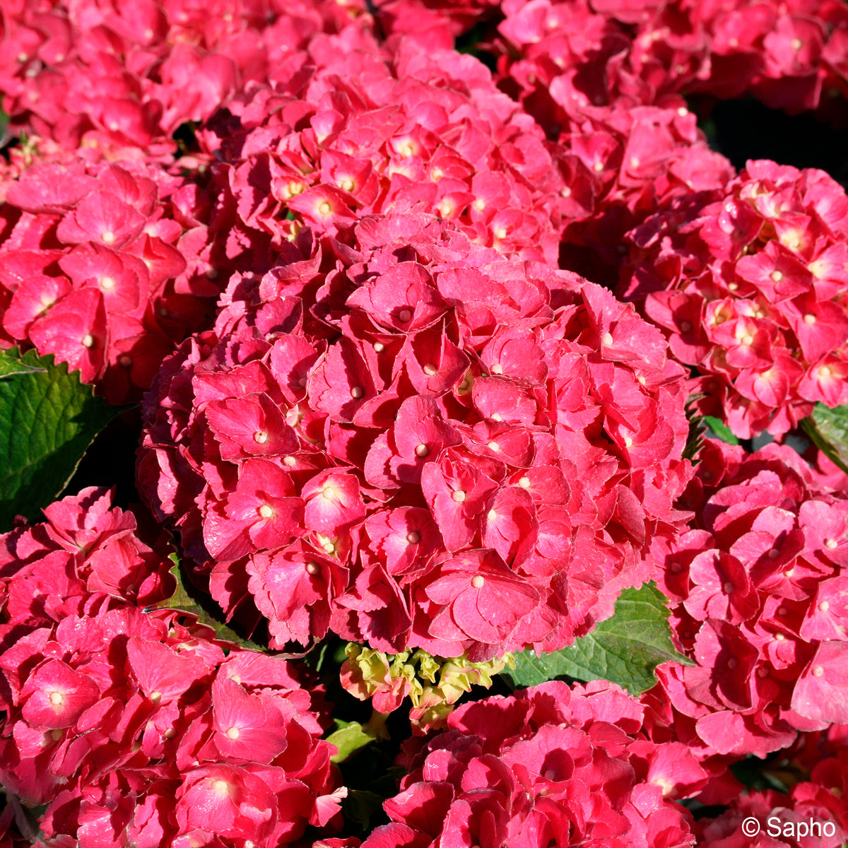 Hortensia Red ever belles ® - Hydrangea macrophylla Red ever belles ® 'hortmallegretto' - Willemse