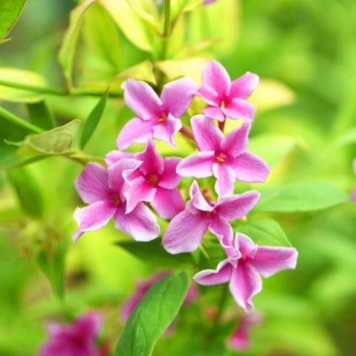 Jasmin Starry Summer Scent - Jasminum x stephanense Starry Summer Scent - Willemse