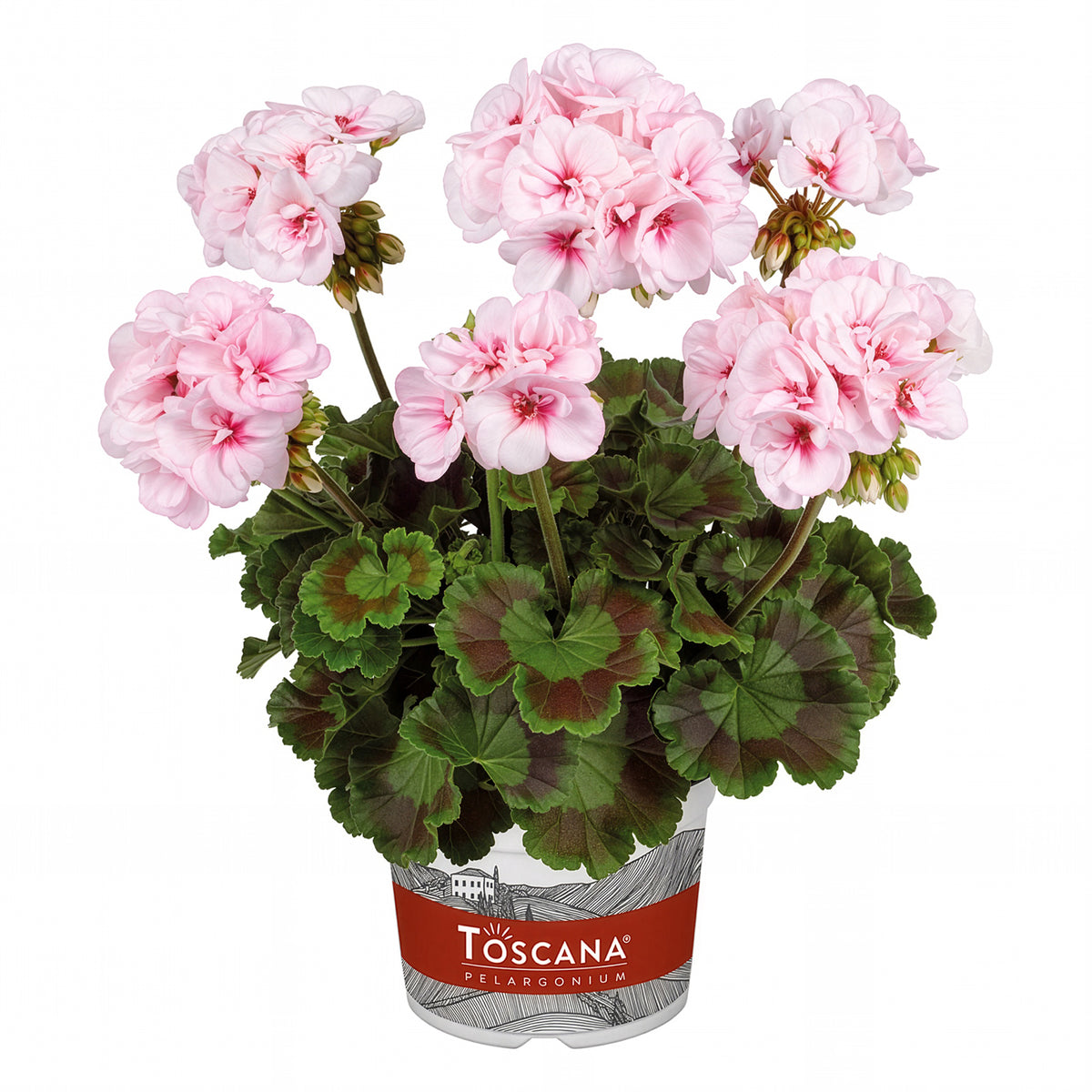 Geranium zonale Estelle - Pelargonium zonale Estelle - Willemse