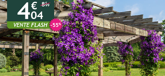 La clématite Jackmanii est à -60% soit 4,04€ au lieu de 8,99€ !