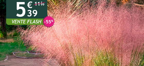 Le lot de 2 herbes aux épis roses est à -55% soit 5,39€ au lieu de 11,99€ !