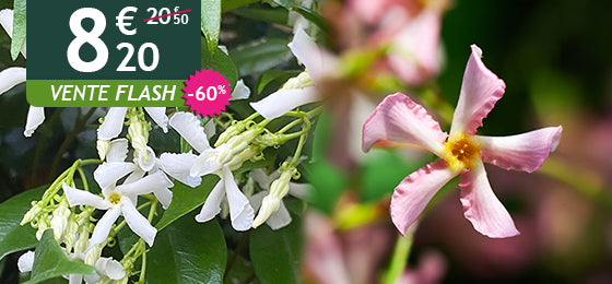 Le lot de 2 jasmin étoilés est à -60% soit 8,20€ au lieu de 20,50€ !