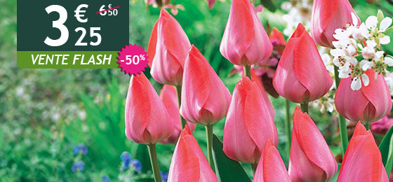 Le lot de 10 tulipes Van Eijk est à -50% soit 3,25€ au lieu de 6,50€ !
