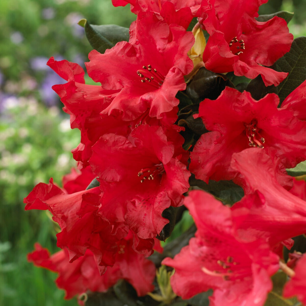 Rhododendron compact Baden Baden - Rhododendron Baden Baden - Willemse
