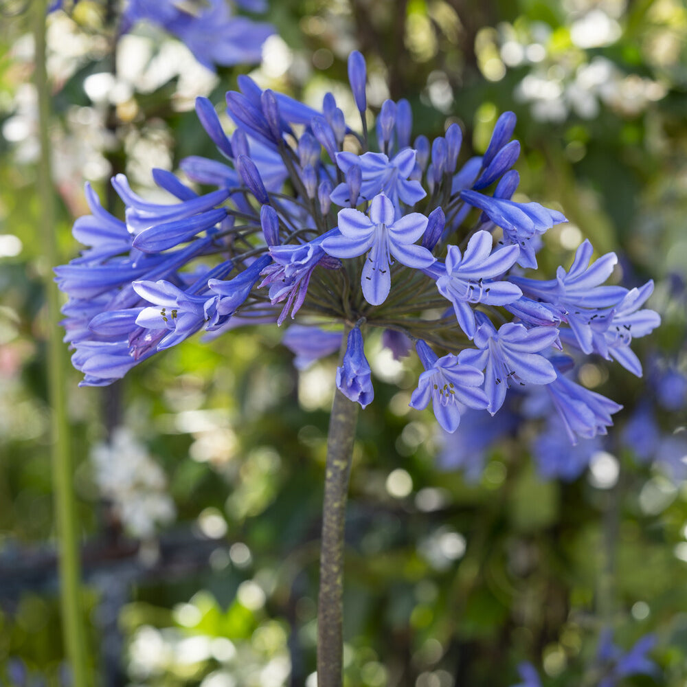 Agapanthe Doctor Brouwer - Agapanthus x africanus Doctor Brouwer - Willemse