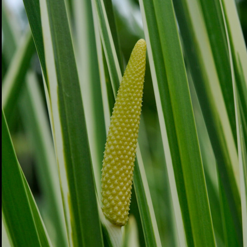 Acore odorant panaché - Acorus calamus variegatus - Willemse