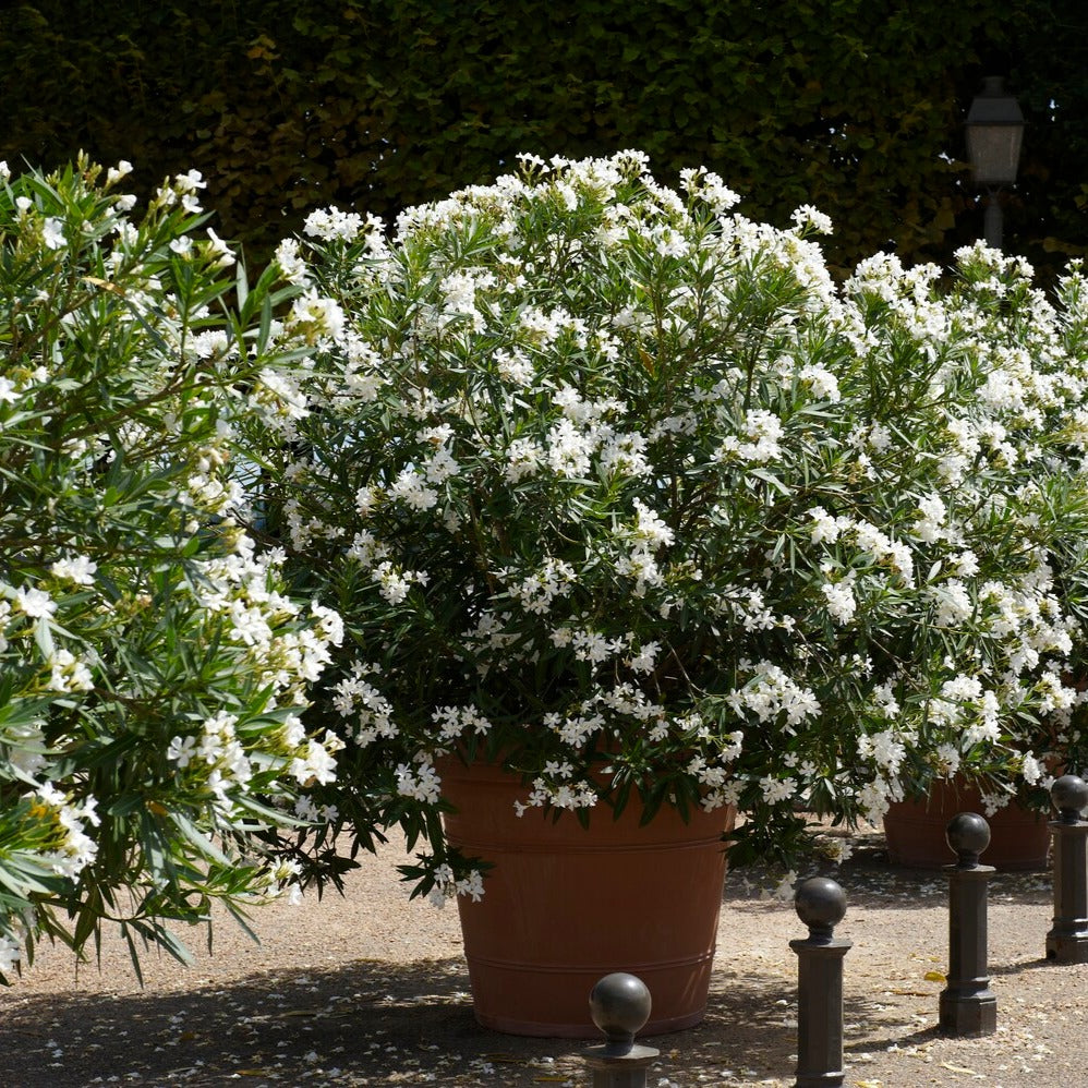Laurier-rose à fleurs blanches - Nerium oleander white - Willemse