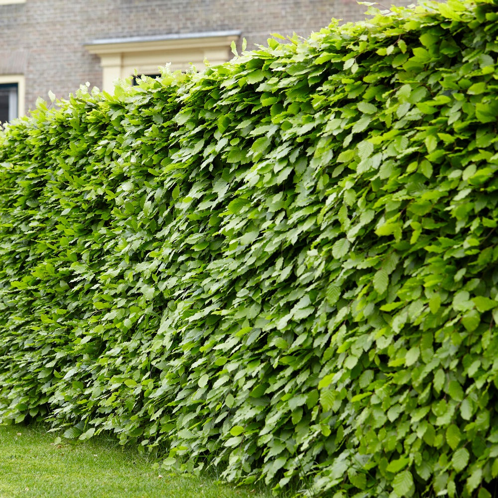 Haie de hêtre commun - Fagus sylvatica - Willemse