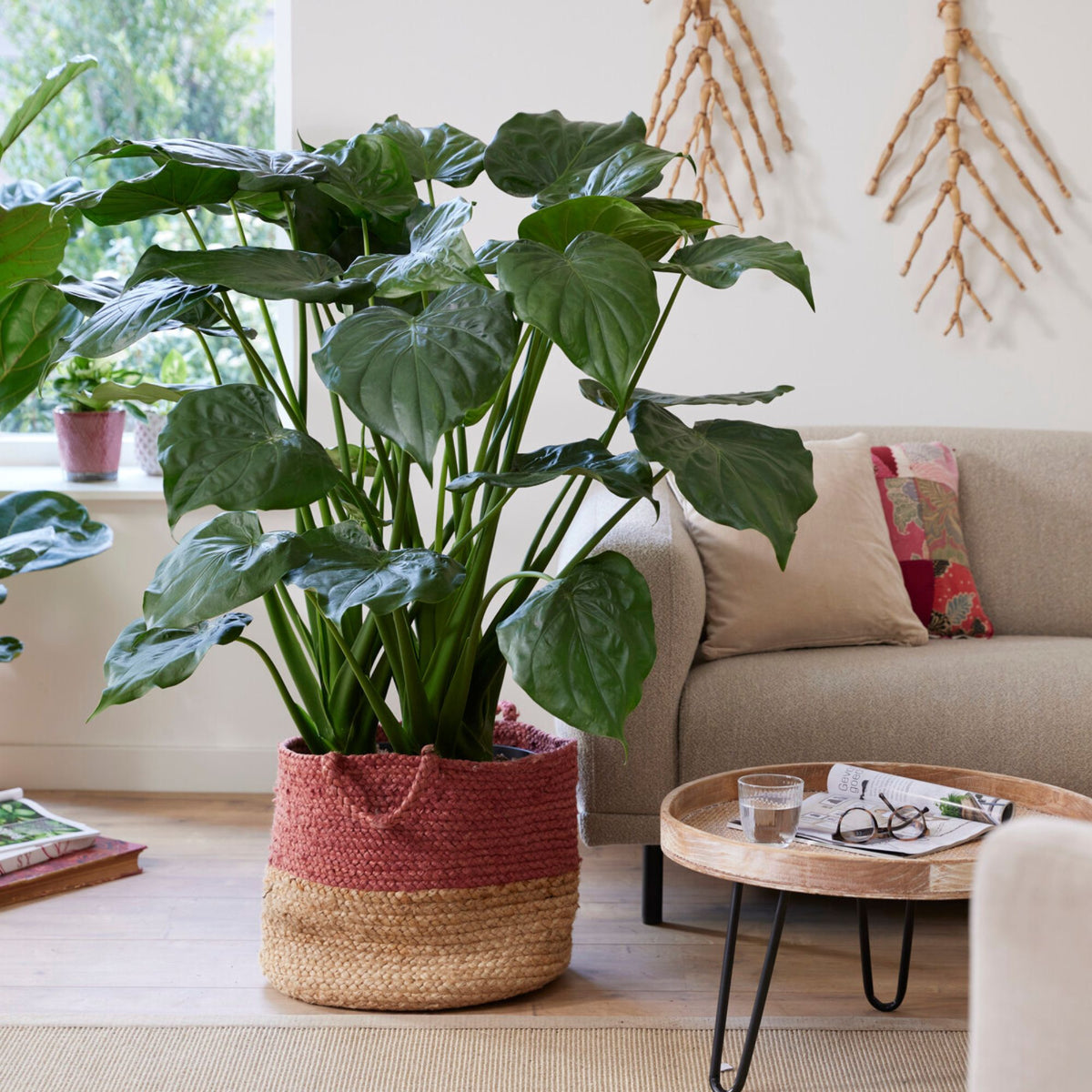 Oreille d'éléphant naine - Alocasia - Alocasia cucullata - Willemse