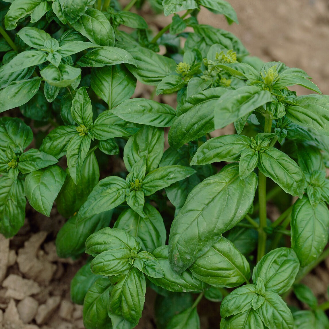 Basilic Grand vert - Ocimum basilicum Grand Vert - Willemse