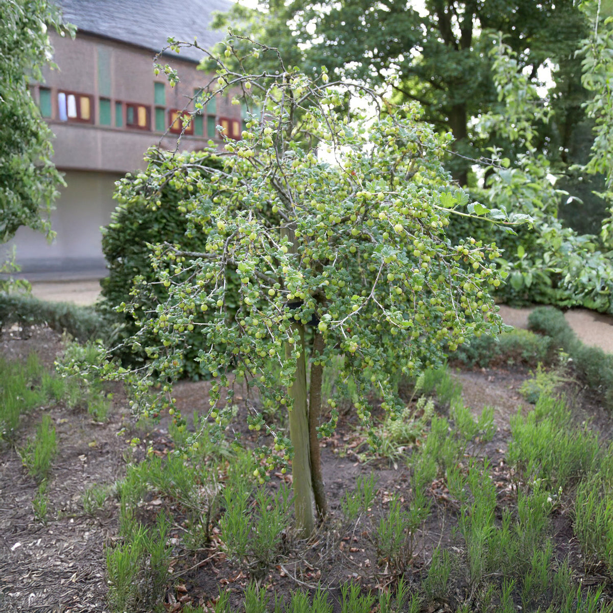Groseillier à maquereau blanc sur tige - Ribes uva-crispa Hinnonmäki Grün - Willemse