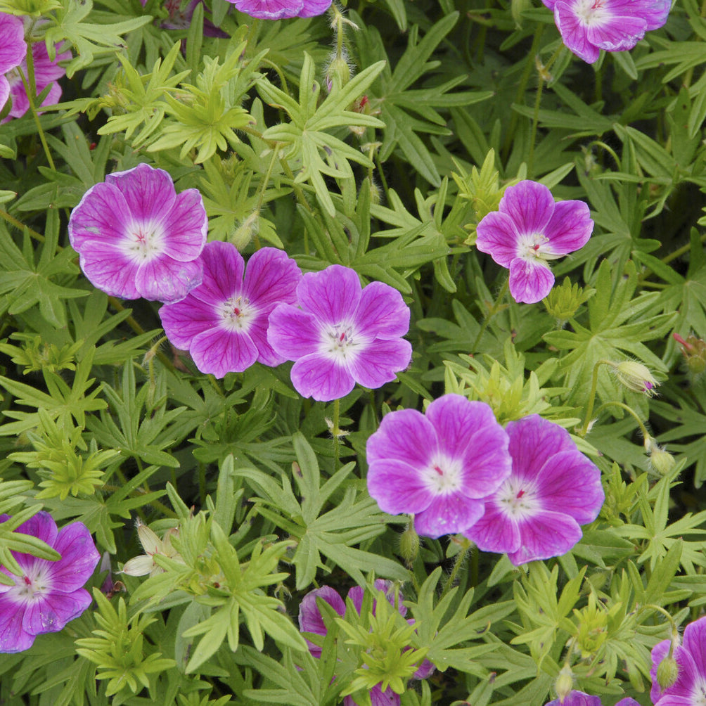 Géranium vivace sanguin Elke - Geranium sanguineum Elke - Willemse