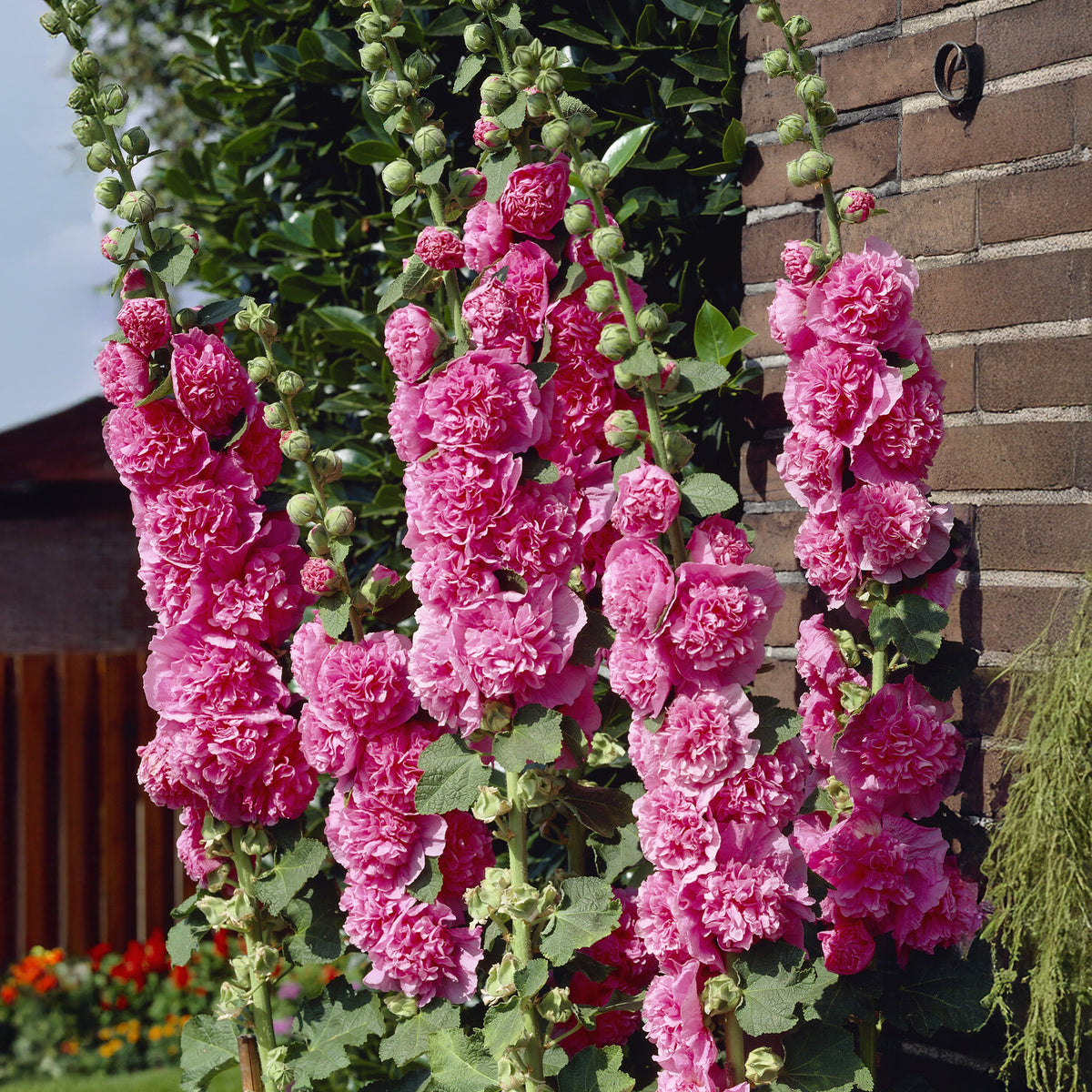 Rose trémière double Rose - Alcea rosea chaters double group pink - Willemse