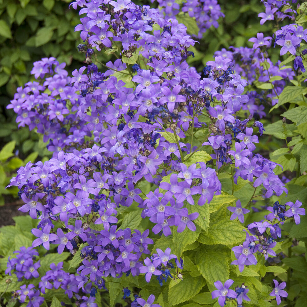 Campanule laiteuse Prichard's Variety - Campanula lactiflora Prichard's Variety - Willemse