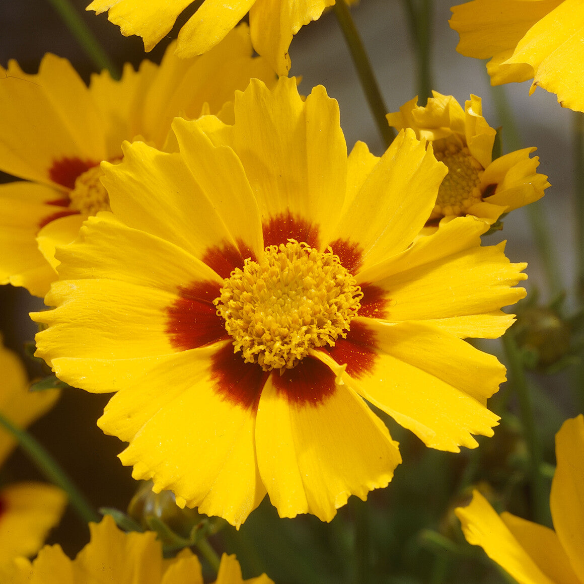 Coreopsis lancéolée Sterntaler - Coreopsis lanceolata Sterntaler - Willemse