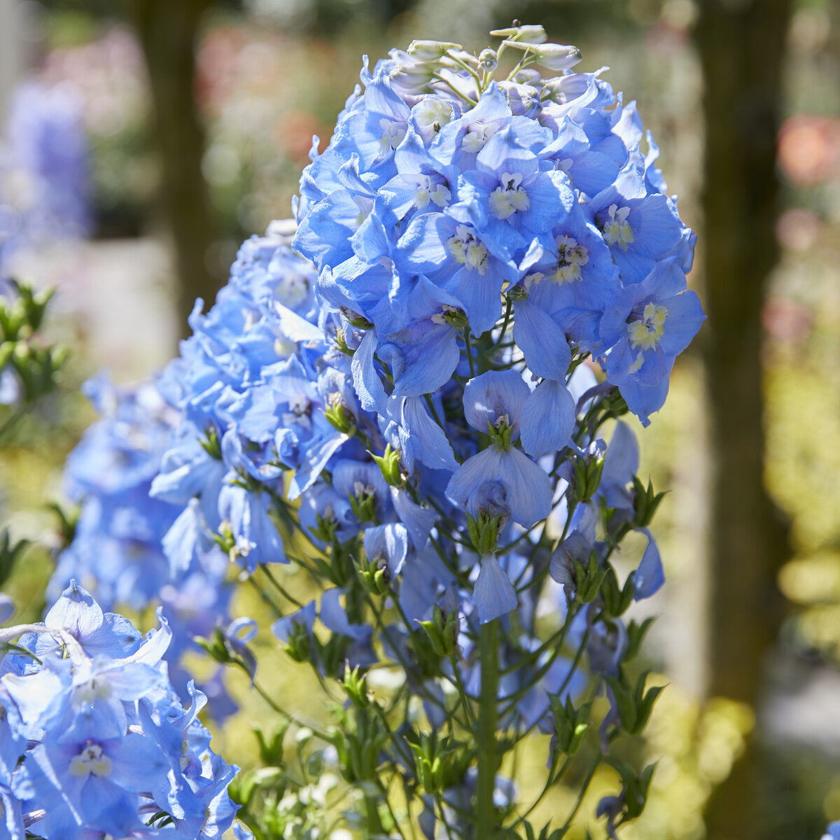 Delphinium géant Summer Skies - Delphinium Pacific Summer Skies - Willemse