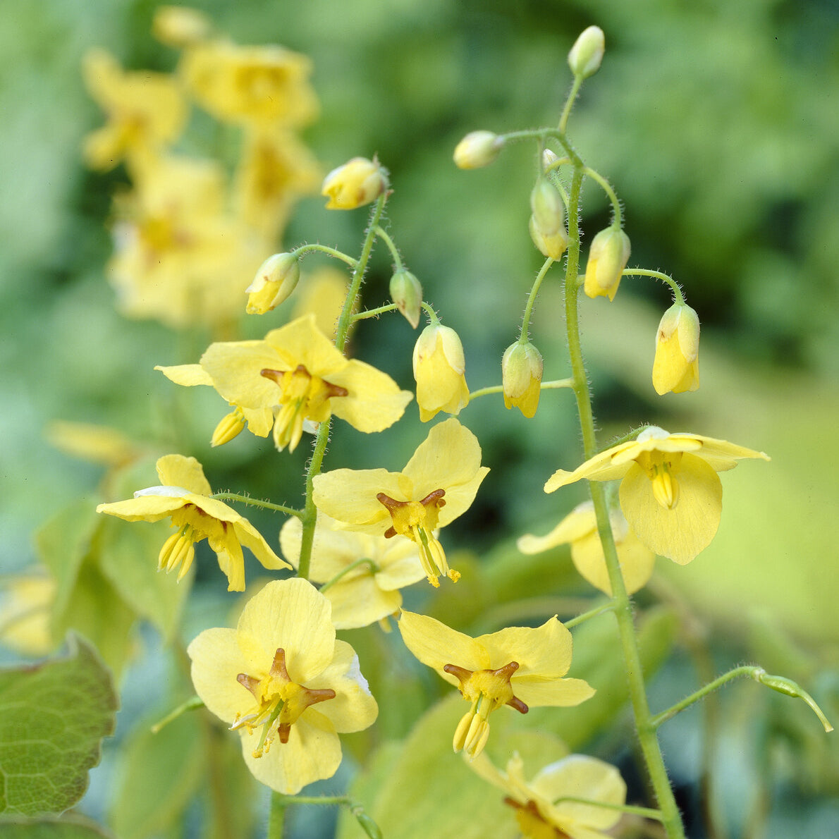 Epimedium pubigerum colchicum - Epimedium pinnatum subsp. colchicum - Willemse