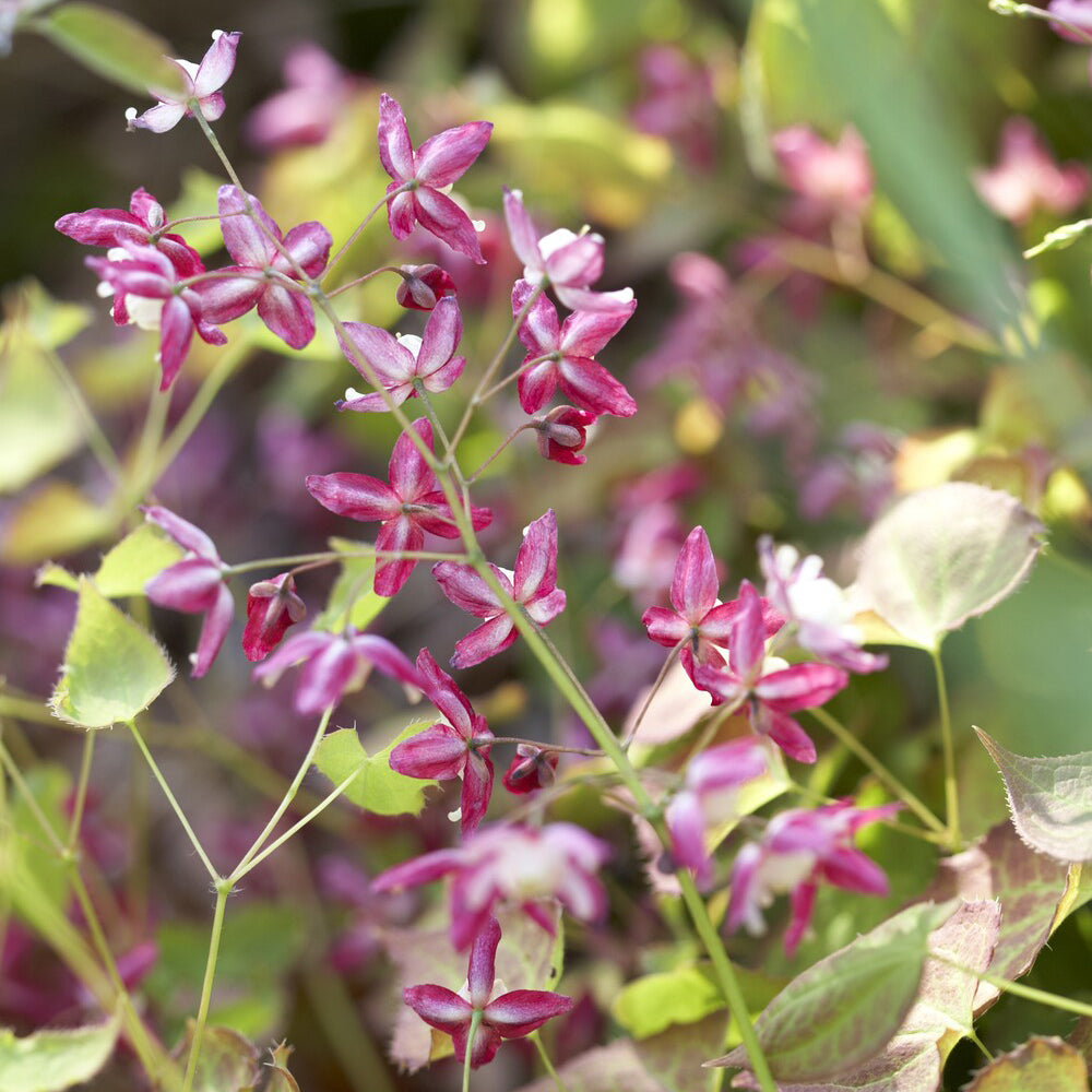 Epimedium rouge - Epimedium rubrum - Willemse