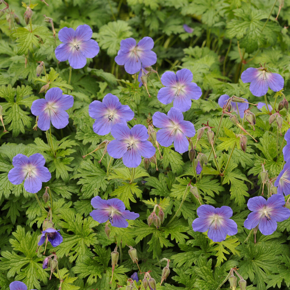 Géranium vivace de l'Himalaya Gravetye - Geranium himalayense Gravetye - Willemse