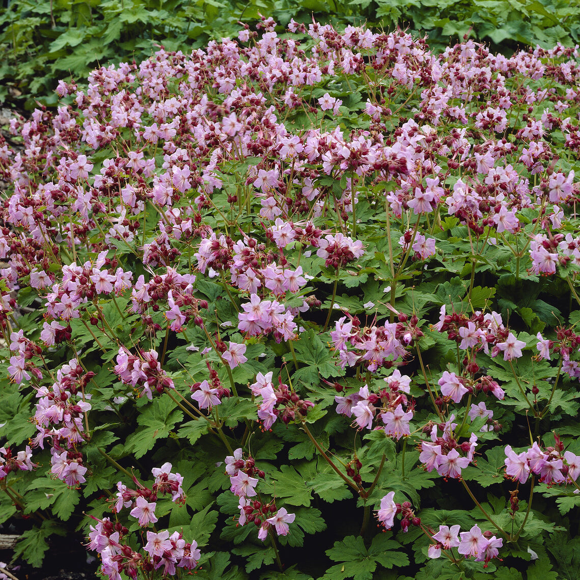 Géranium vivace Ingwersen's Variety - Geranium macrorrhizum Ingwersen's Variety - Willemse