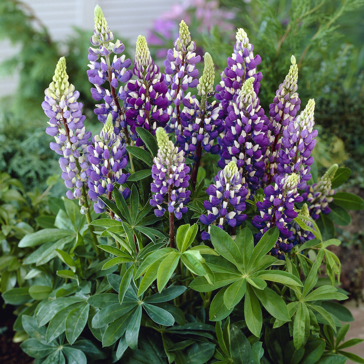 Lupin Gallery Blue - Lupinus Gallery Blue - Willemse