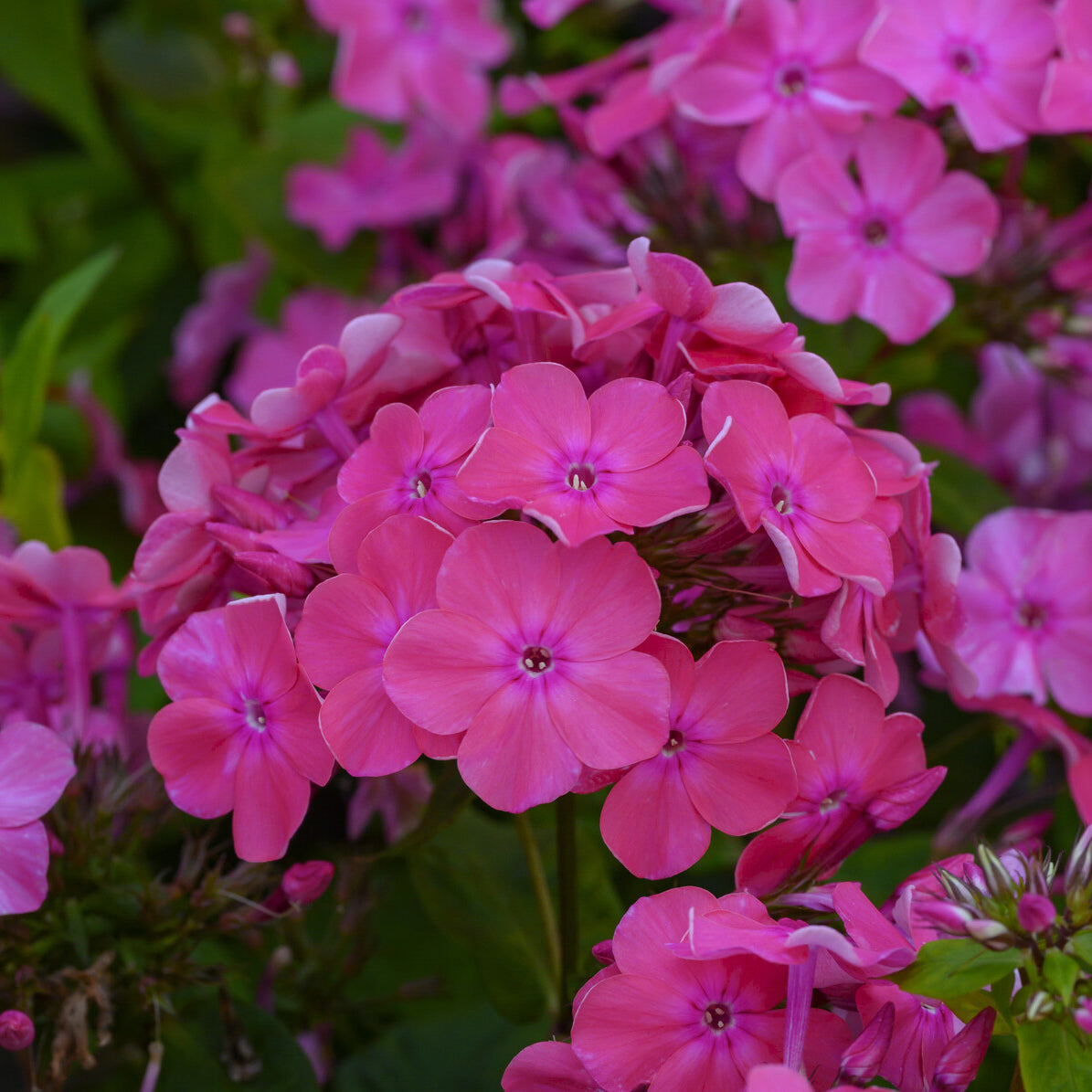 Phlox paniculé Rijnstroom - Phlox paniculata Rijnstroom - Willemse