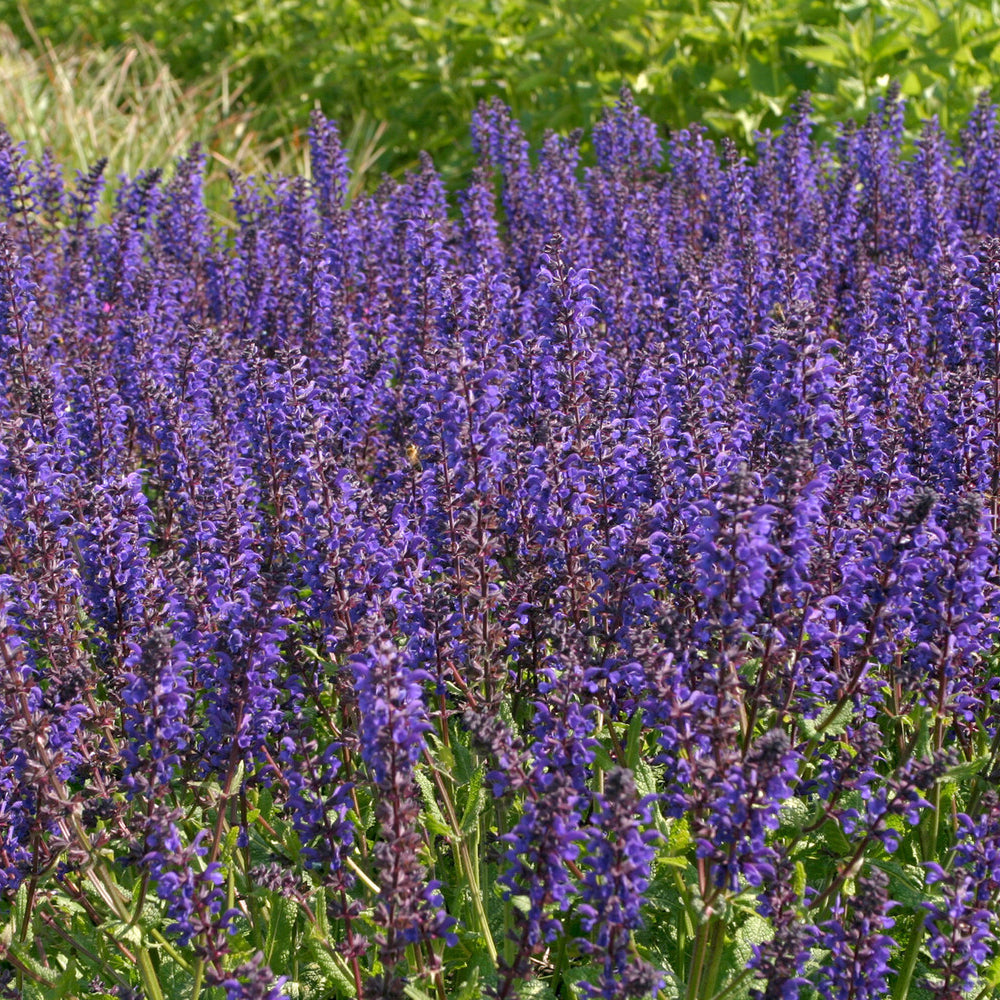 Sauge des bois Viola Klose - Salvia nemorosa Viola Klose - Willemse