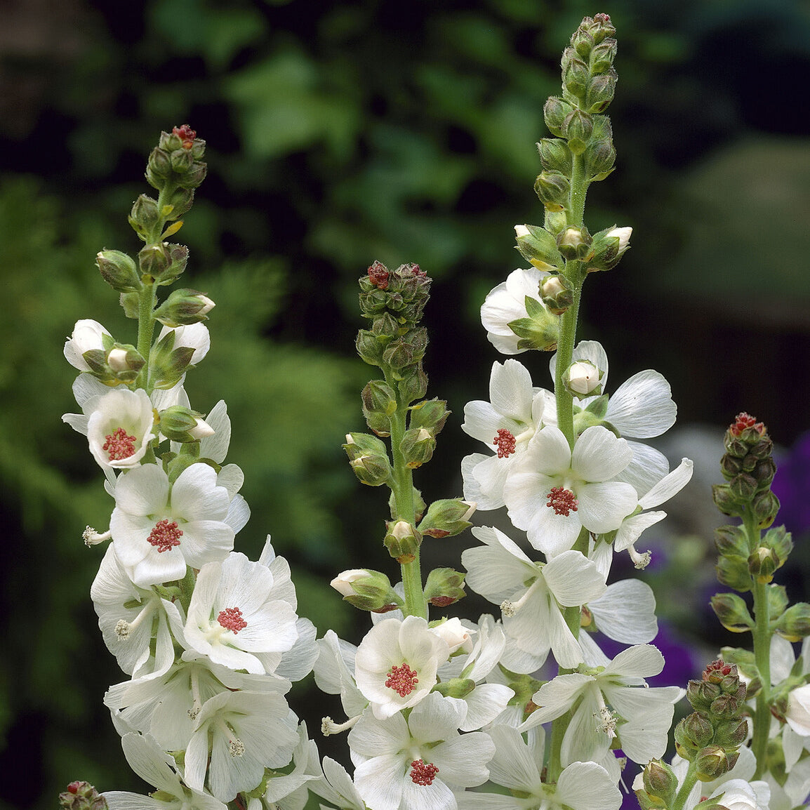 Sidalcea candida - Sidalcea candida - Willemse
