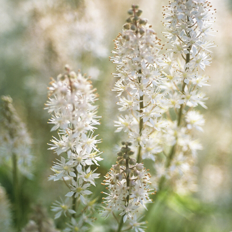 Tiarelle cordifoliée - Tiarella cordifolia - Willemse