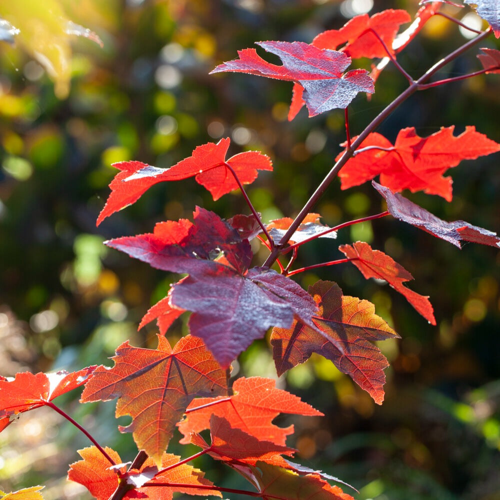 Erable rouge - Acer rubrum 'sun valley' - Willemse